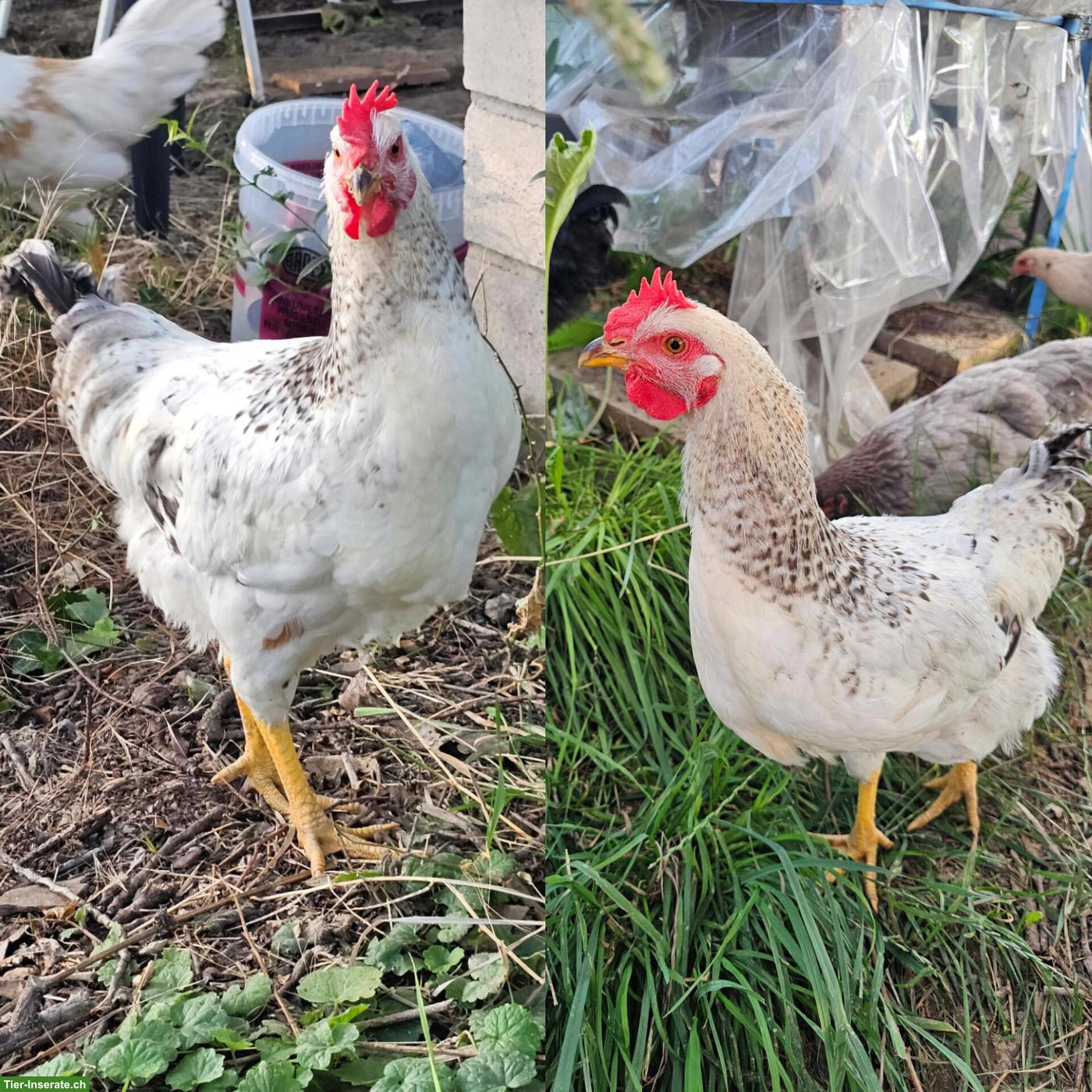 Bild 2: Handzahme grossrassige Hähne, Barnevelder & Mixe