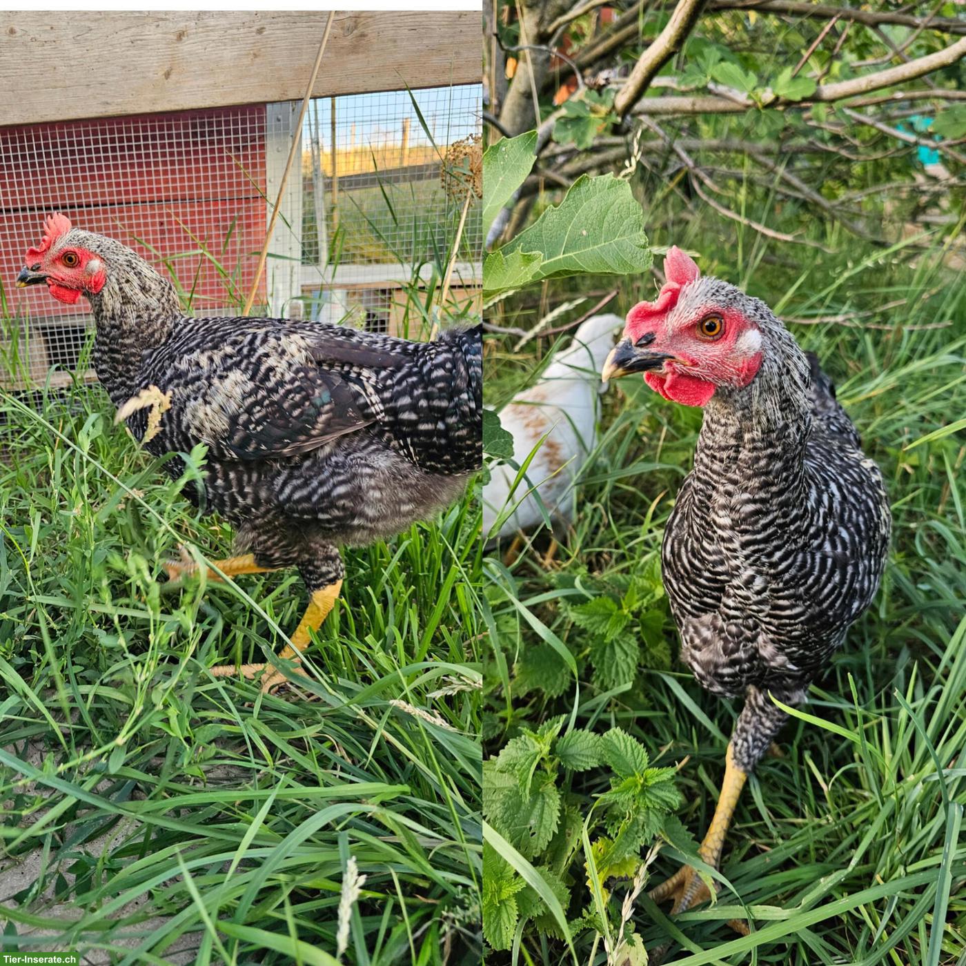 Bild 3: Handzahme grossrassige Hähne, Barnevelder & Mixe