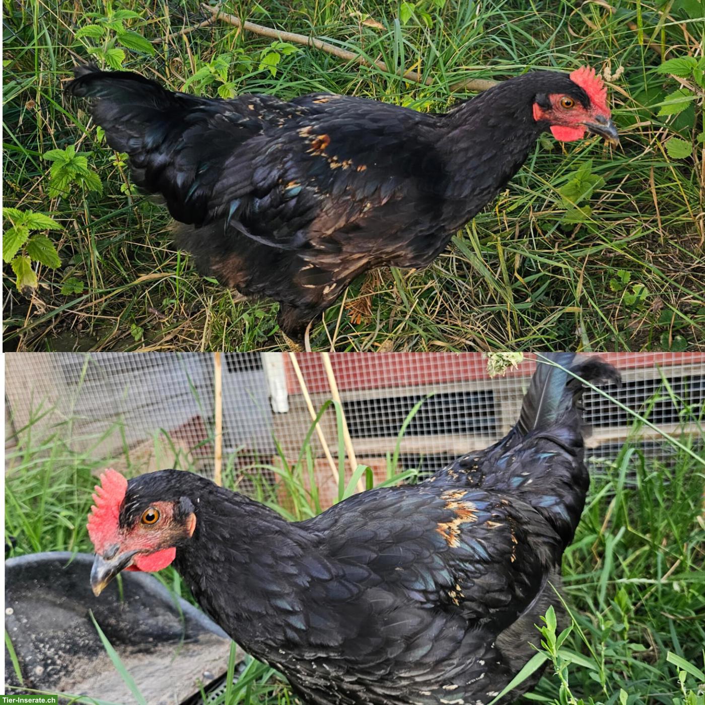 Bild 4: Handzahme grossrassige Hähne, Barnevelder & Mixe