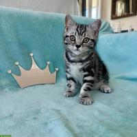 BKH Kitten mit Stammbaum suchen ein Zuhause