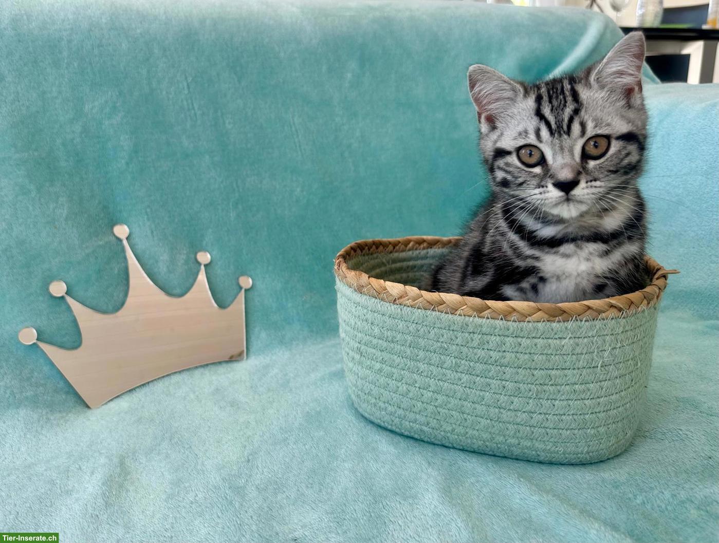 Bild 2: BKH Kitten mit Stammbaum suchen ein Zuhause