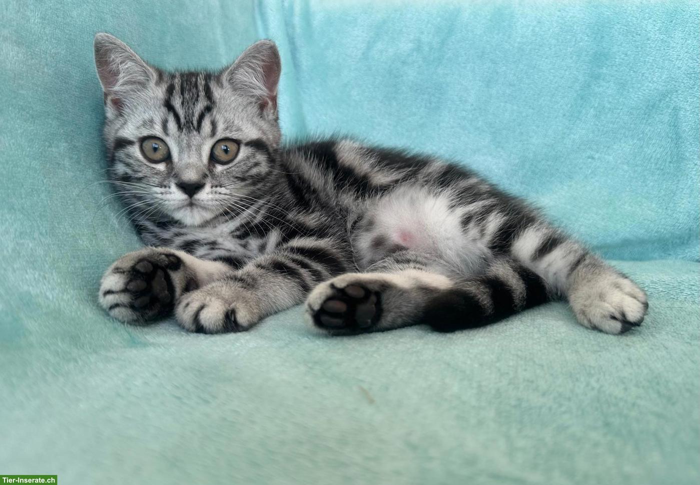 Bild 3: BKH Kitten mit Stammbaum suchen ein Zuhause