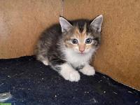 2 Maine Coon Mix Kätzchen, Kater und Kätzin
