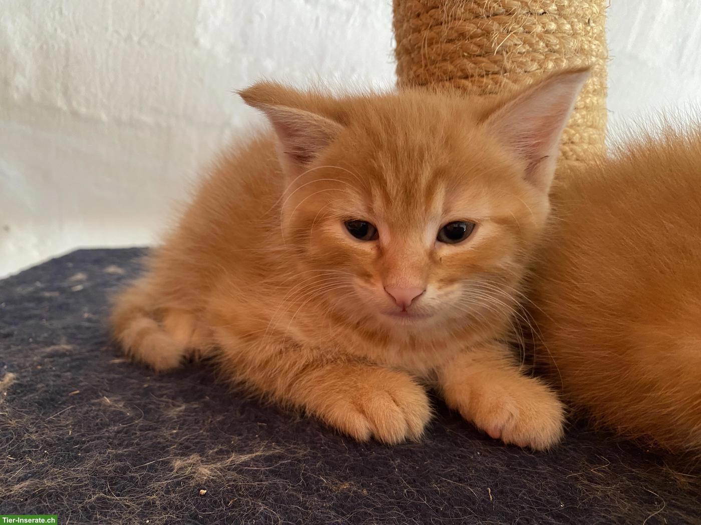 Bild 2: 2 Maine Coon Mix Kätzchen, Kater und Kätzin