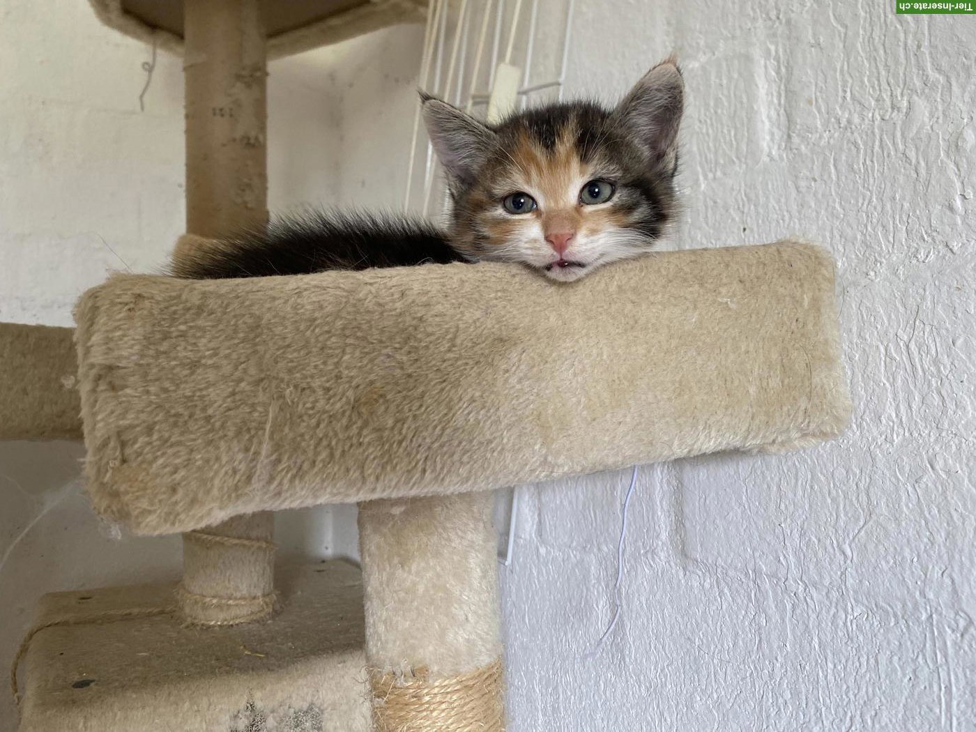 Bild 3: 2 Maine Coon Mix Kätzchen, Kater und Kätzin