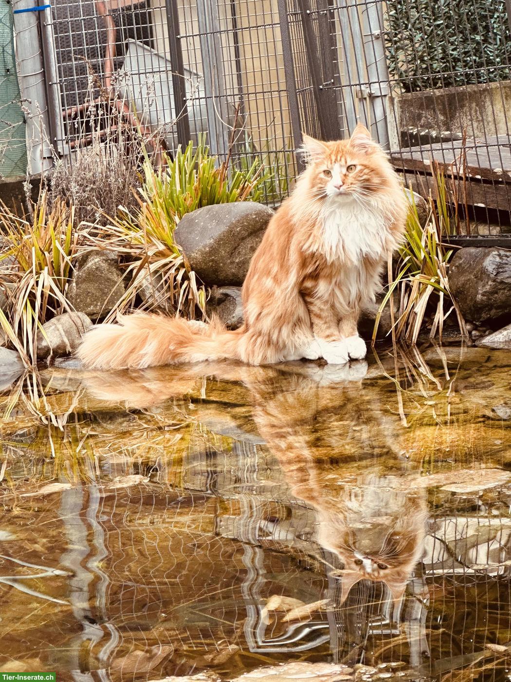 Maine Coon Kater, 3-jährig sucht neuen Wirkungskreis