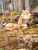 Maine Coon Kater, 3-jährig sucht neuen Wirkungskreis