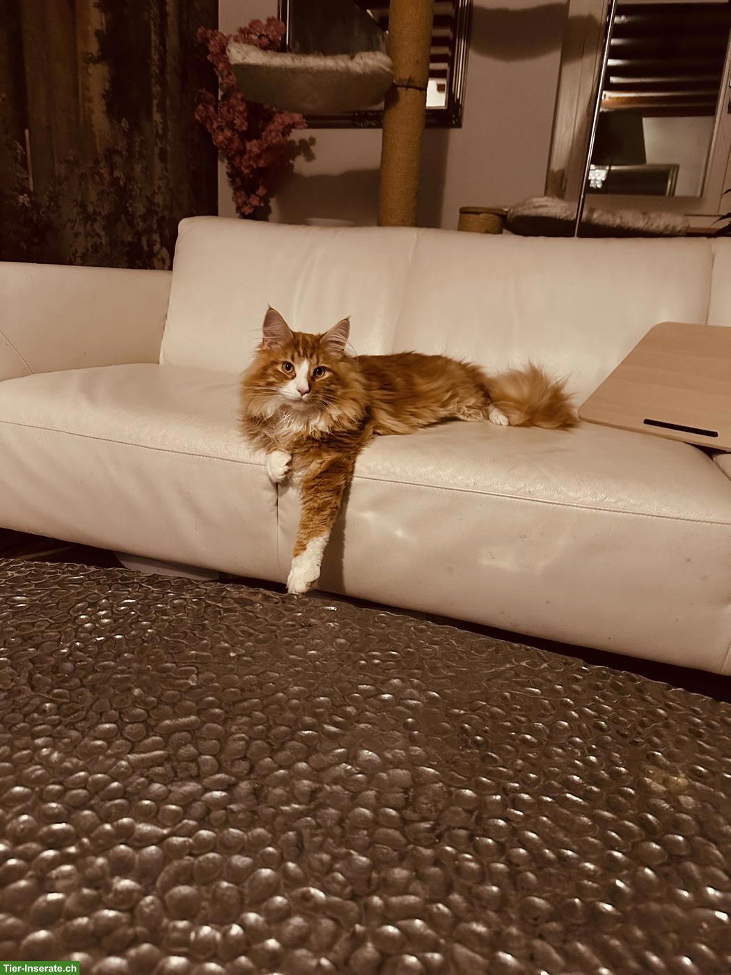 Bild 2: Maine Coon Kater, 3-jährig sucht neuen Wirkungskreis