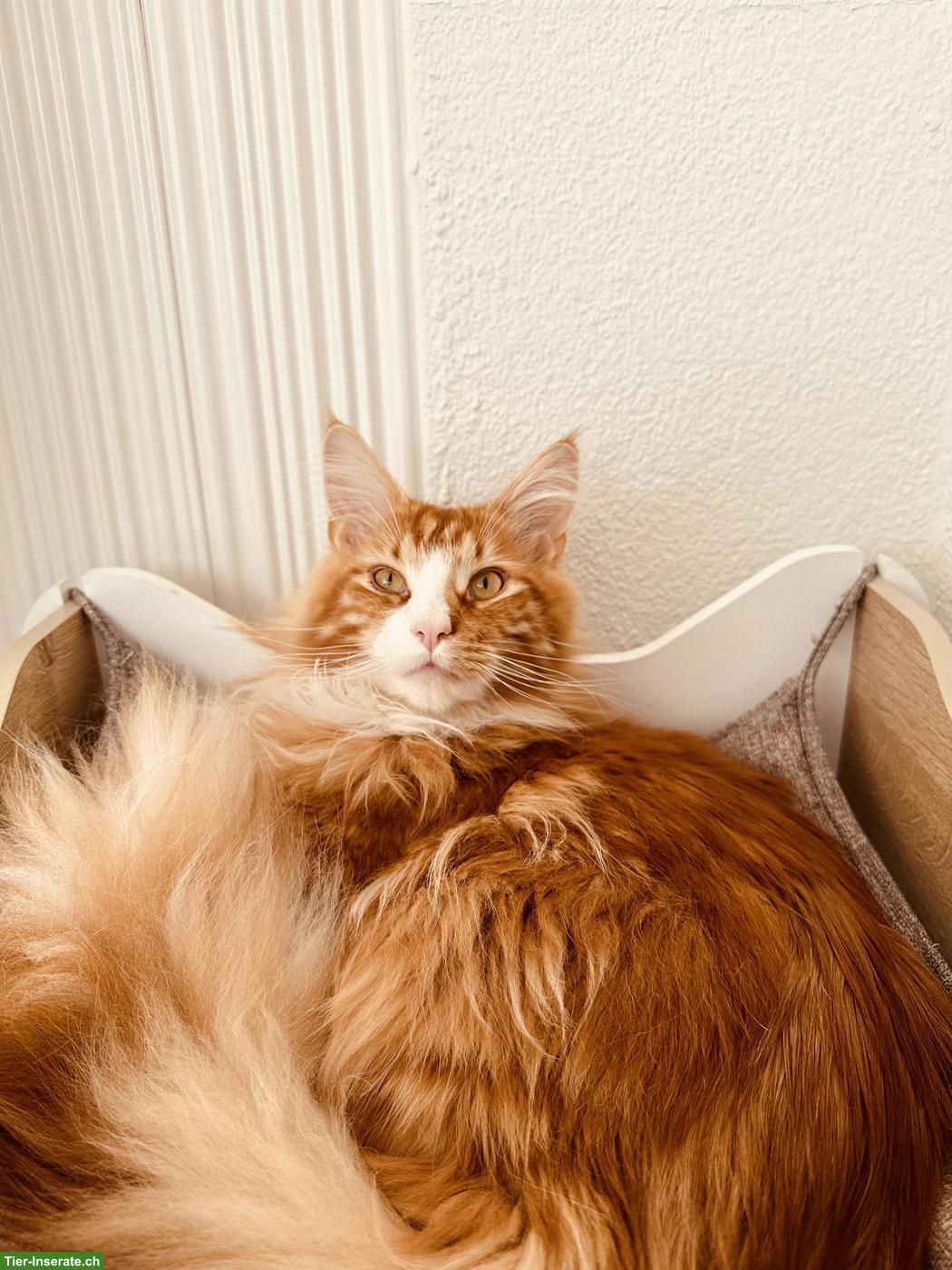 Bild 3: Maine Coon Kater, 3-jährig sucht neuen Wirkungskreis