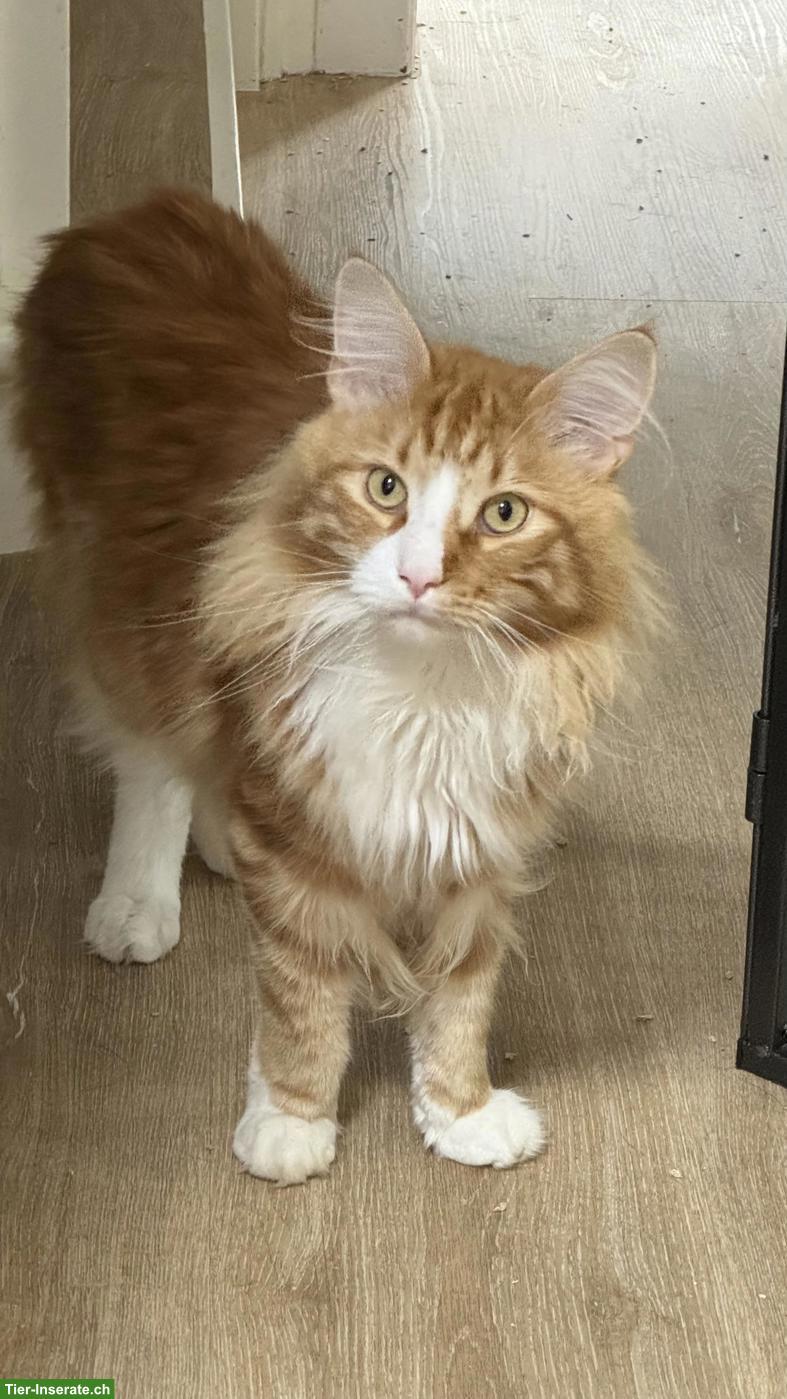 Bild 4: Maine Coon Kater, 3-jährig sucht neuen Wirkungskreis