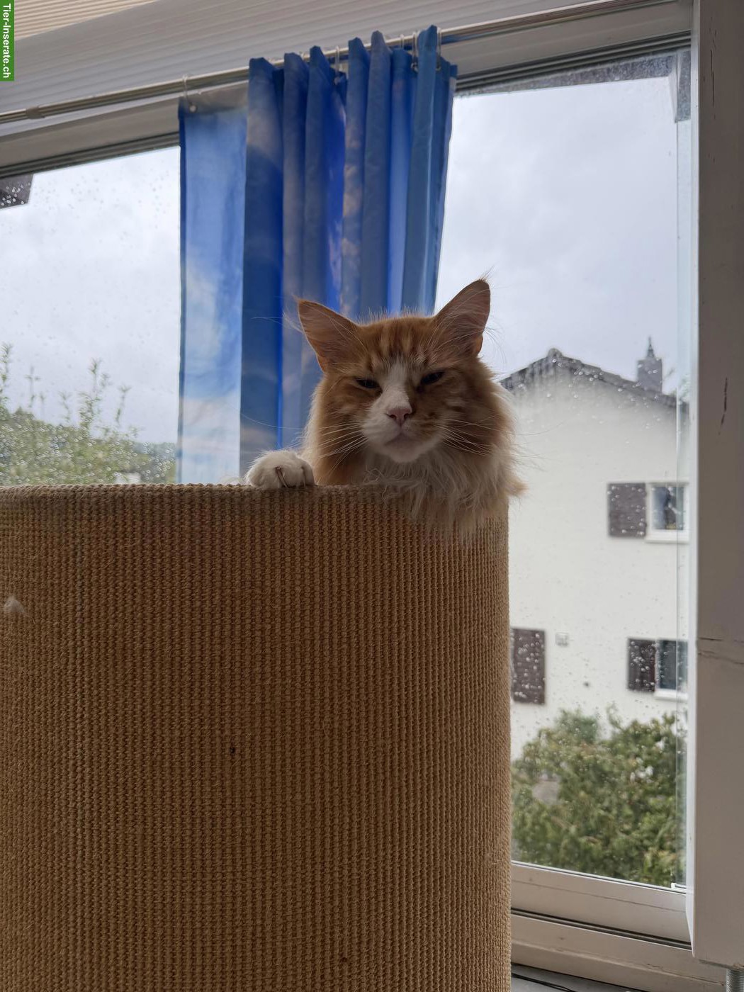Bild 5: Maine Coon Kater, 3-jährig sucht neuen Wirkungskreis