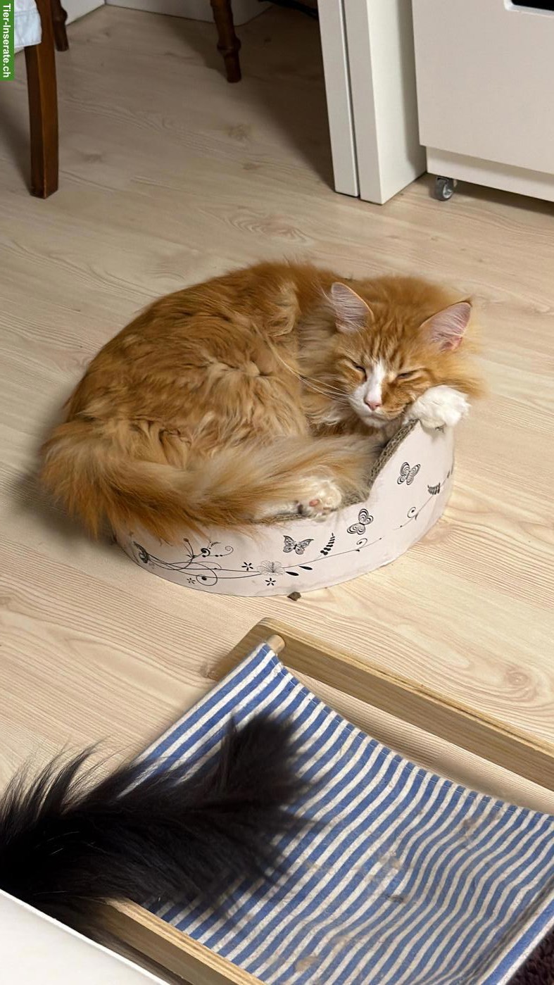 Bild 6: Maine Coon Kater, 3-jährig sucht neuen Wirkungskreis