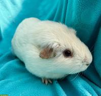 Meerschweinchen Zuchtbock, weiss