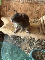2 Degu Männchen mit Gehege & Zubehör