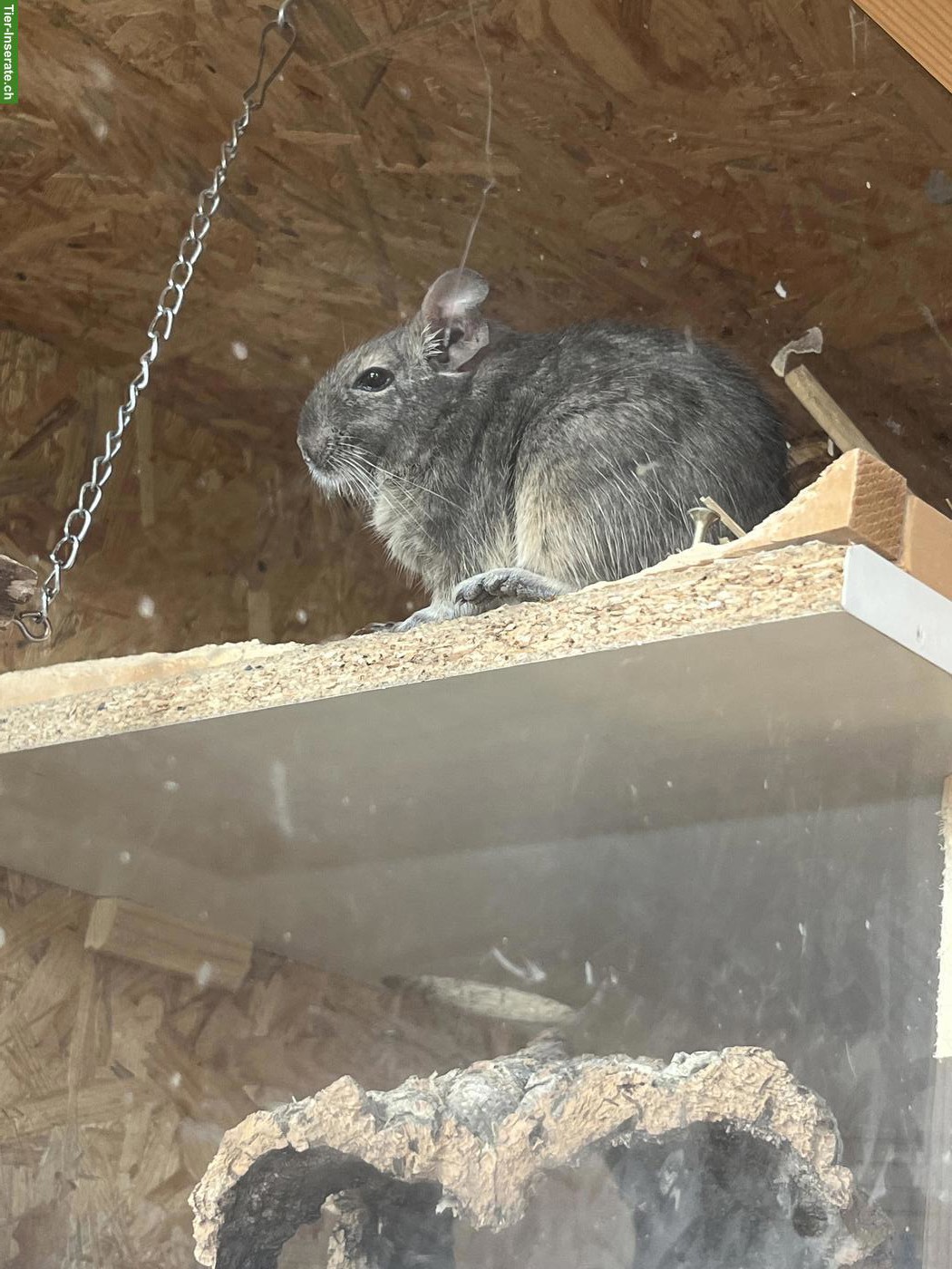 Bild 2: 2 Degu Männchen mit Gehege & Zubehör