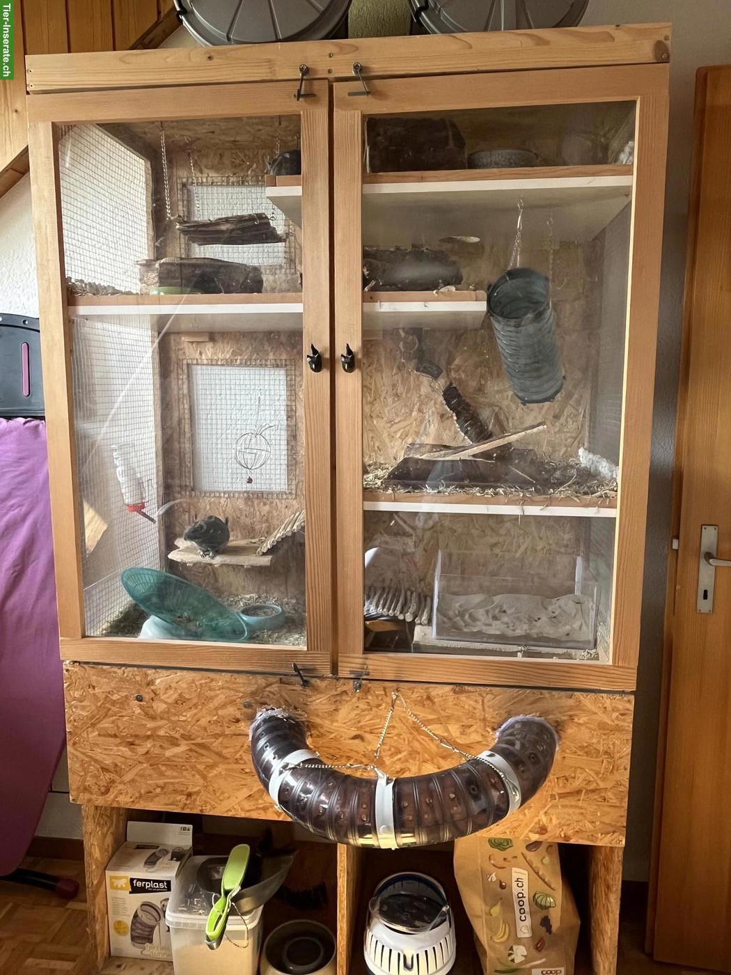 Bild 3: 2 Degu Männchen mit Gehege & Zubehör