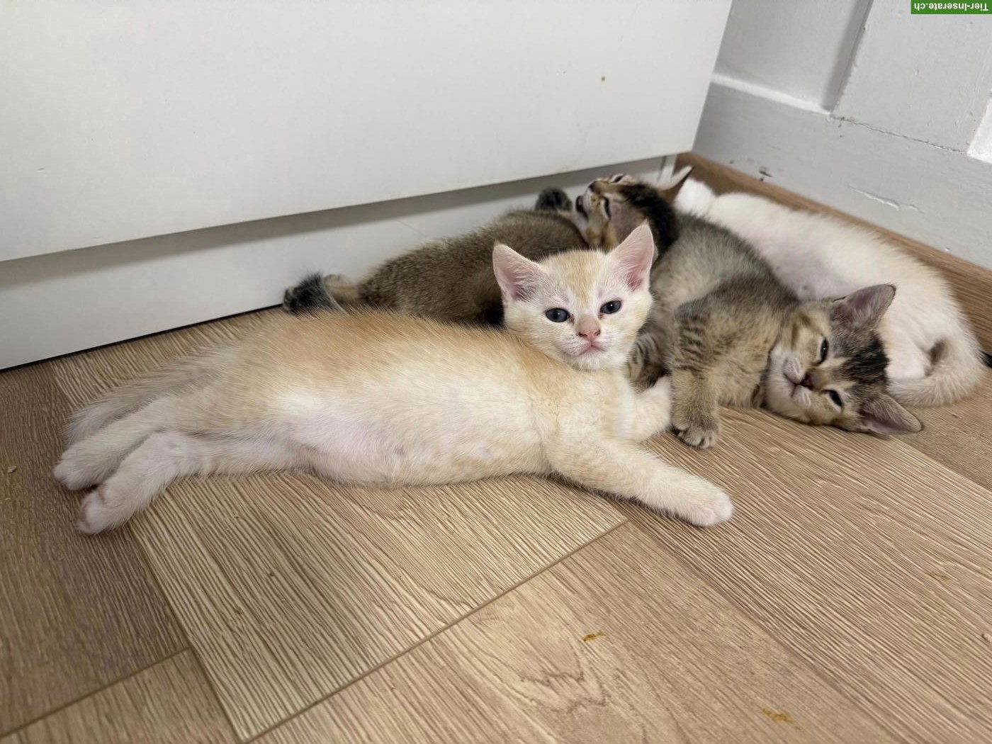 BKH Kitten Katerli reinrassig suchen ein Zuhause