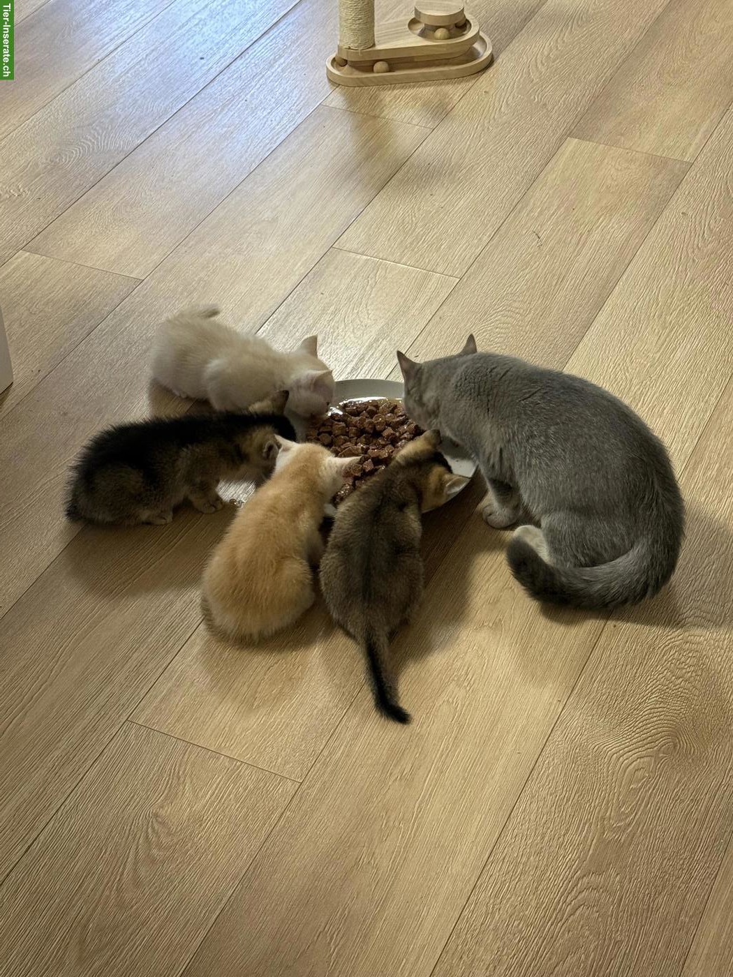 Bild 2: BKH Kitten Katerli reinrassig suchen ein Zuhause