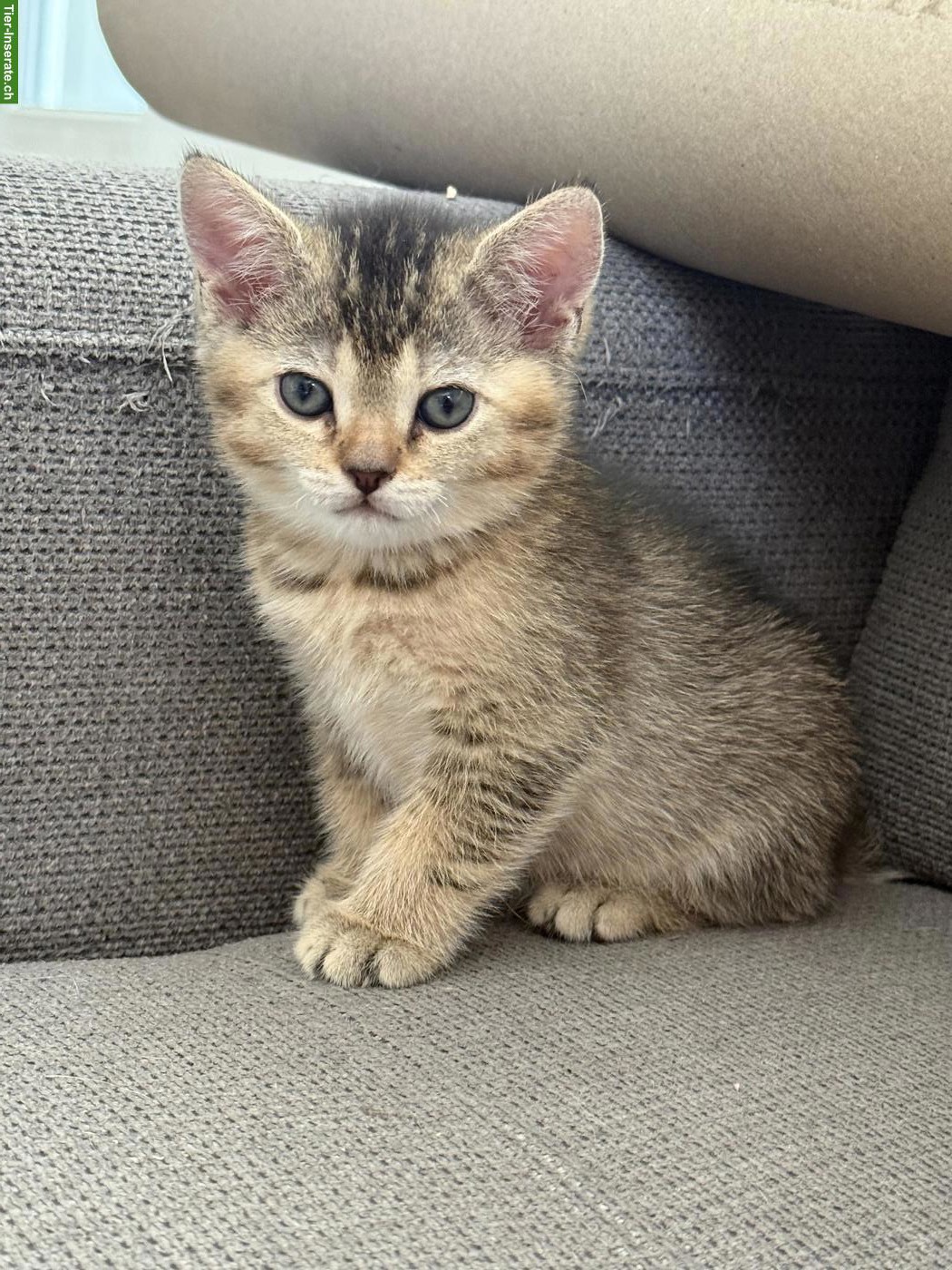 Bild 3: BKH Kitten Katerli reinrassig suchen ein Zuhause