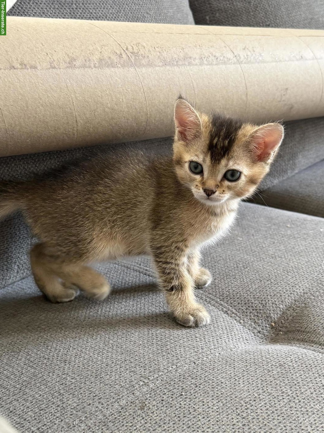 Bild 4: BKH Kitten Katerli reinrassig suchen ein Zuhause