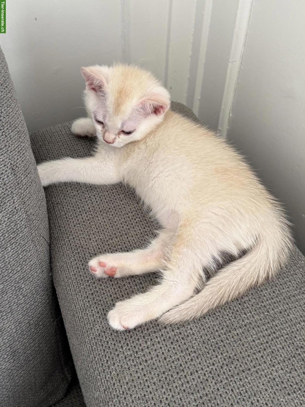 Bild 5: BKH Kitten Katerli reinrassig suchen ein Zuhause