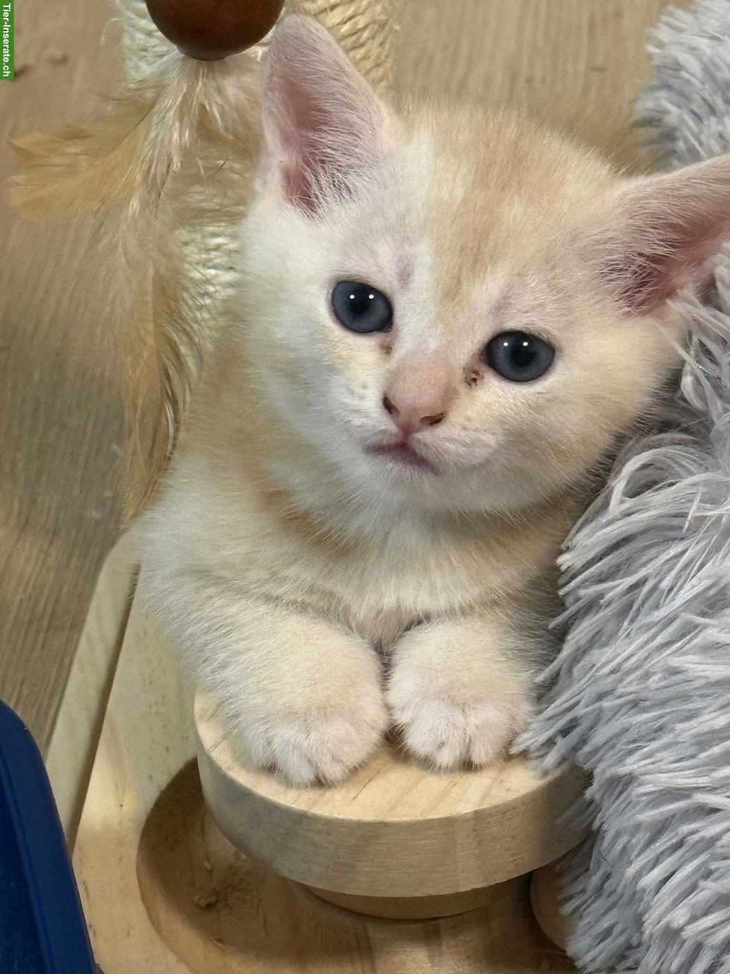 Bild 6: BKH Kitten Katerli reinrassig suchen ein Zuhause