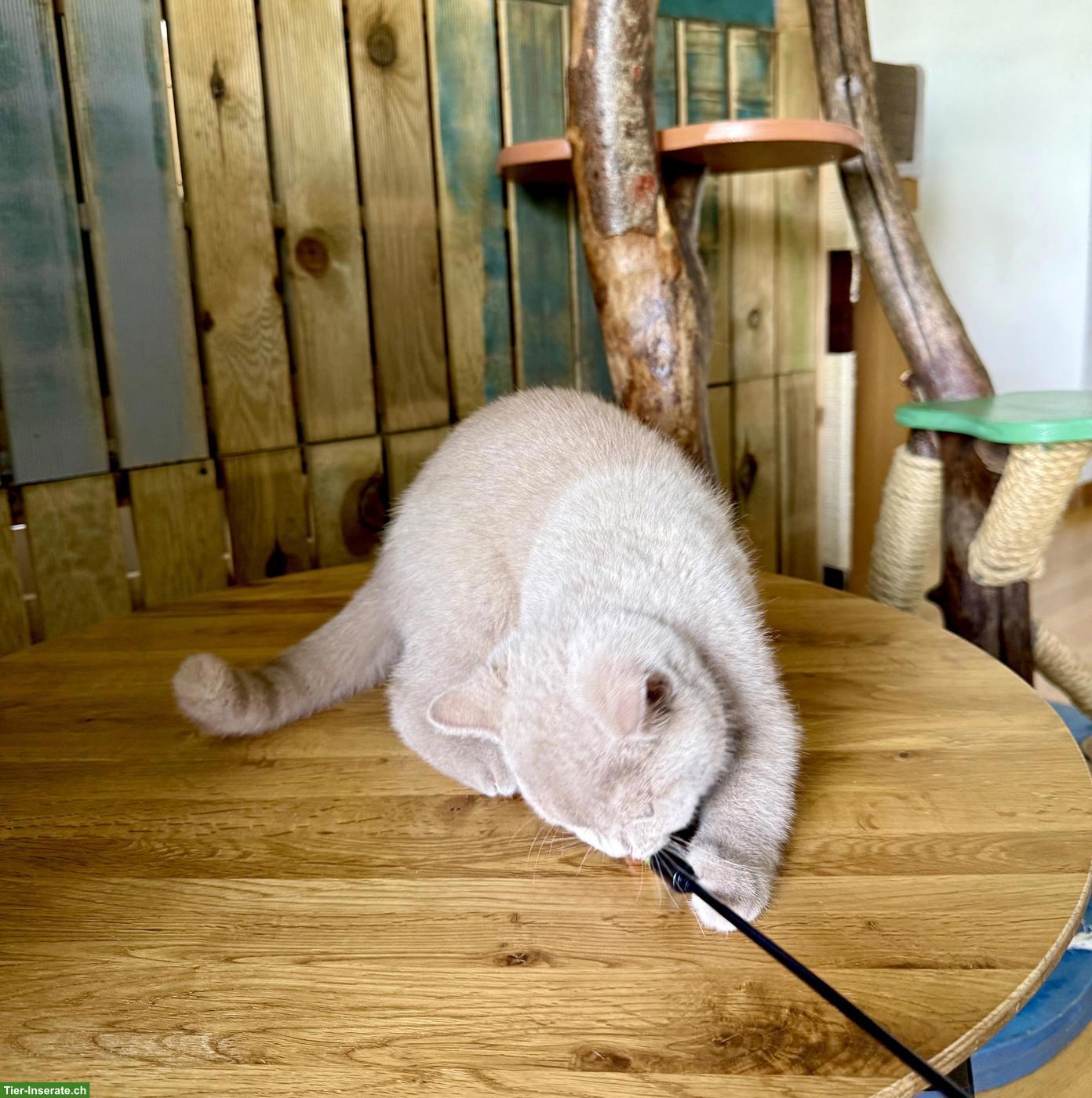 Bild 2: Reinrassige Britisch Kurzhaar Kitten mit Stammbaum