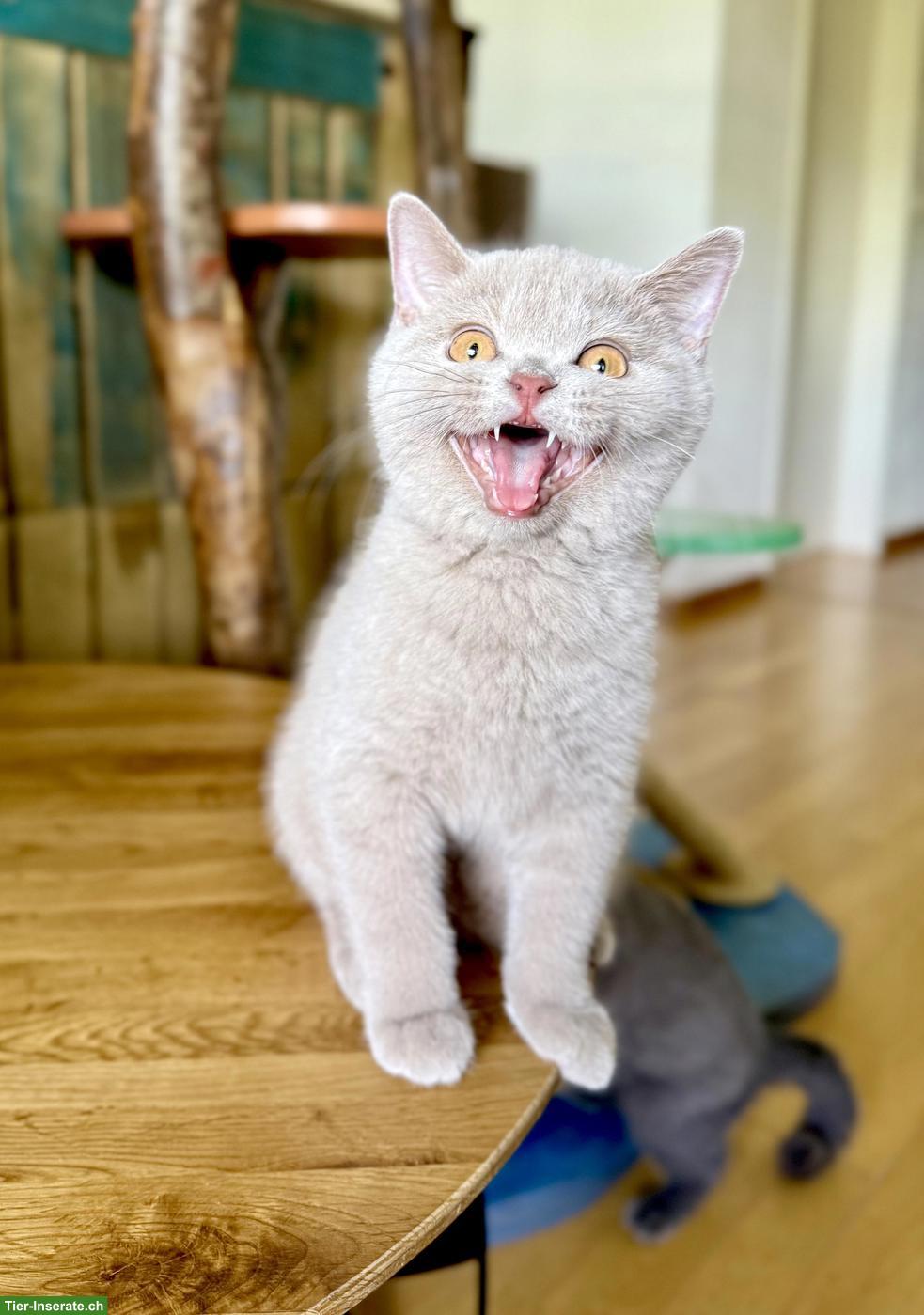 Bild 3: Reinrassige Britisch Kurzhaar Kitten mit Stammbaum