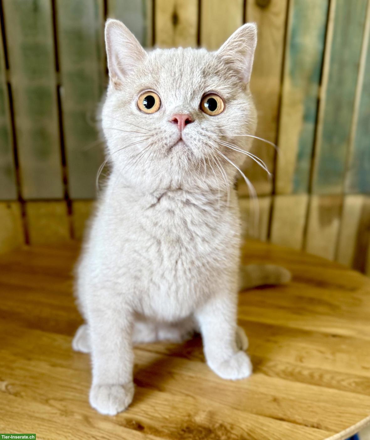 Bild 7: Reinrassige Britisch Kurzhaar Kitten mit Stammbaum