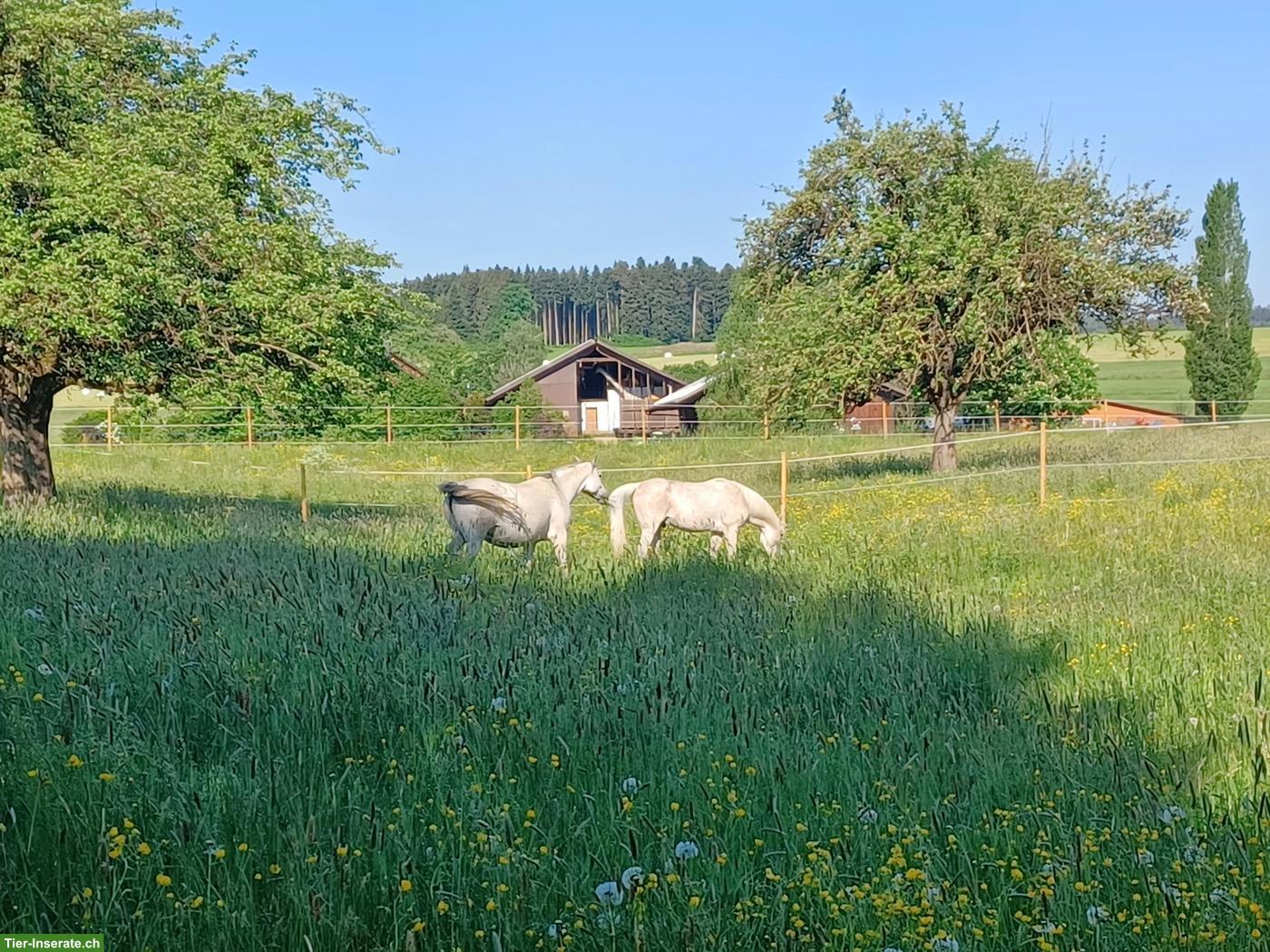 Bild 3: Offenstallplatz frei in Bänikon TG