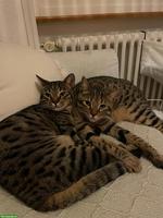 Kater Lilo & Rocky suchen gemeinsames, neues Zuhause