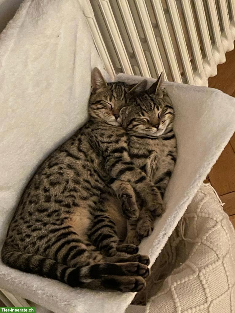 Bild 2: Kater Lilo & Rocky suchen gemeinsames, neues Zuhause