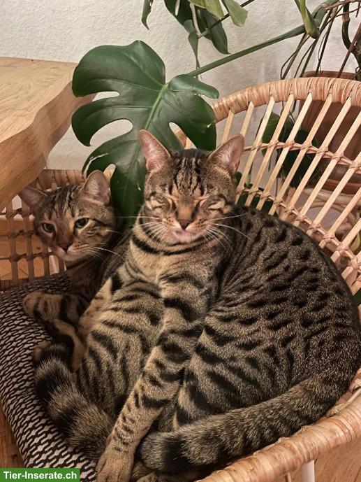 Bild 3: Kater Lilo & Rocky suchen gemeinsames, neues Zuhause