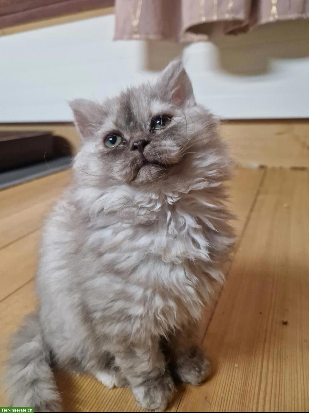 Selkirk Rex Longhair Weibchen, 4 Monate jung