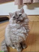 Selkirk Rex Longhair Weibchen, 4 Monate jung
