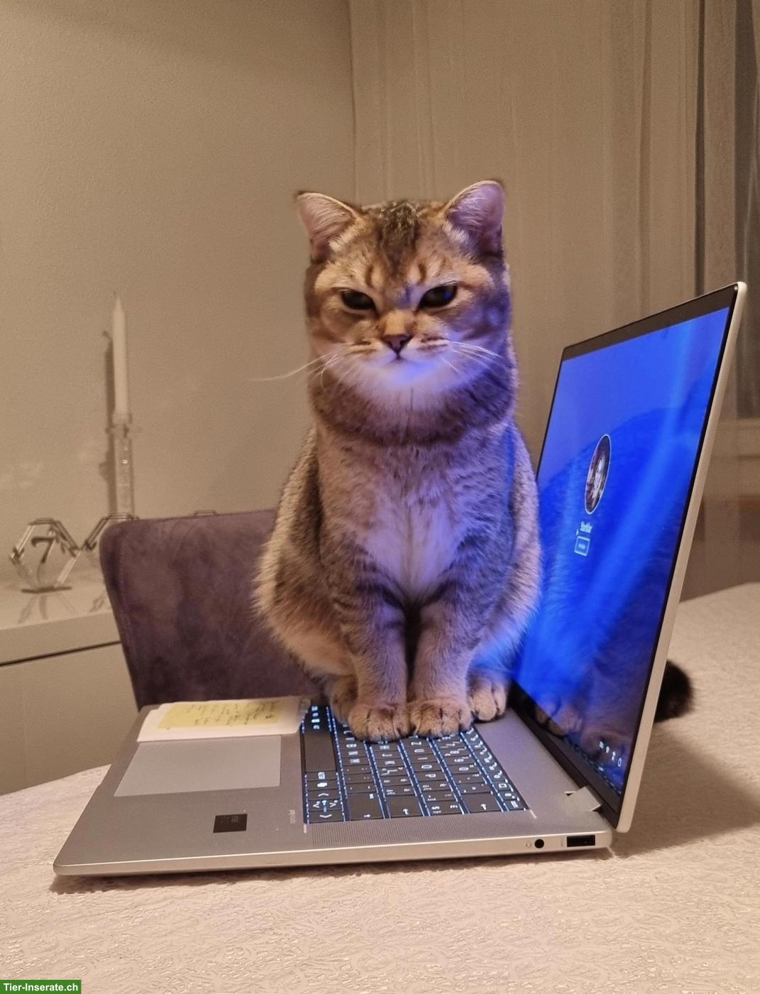 Wunderschöner British Shorthair Deckkater sucht Katzendamen