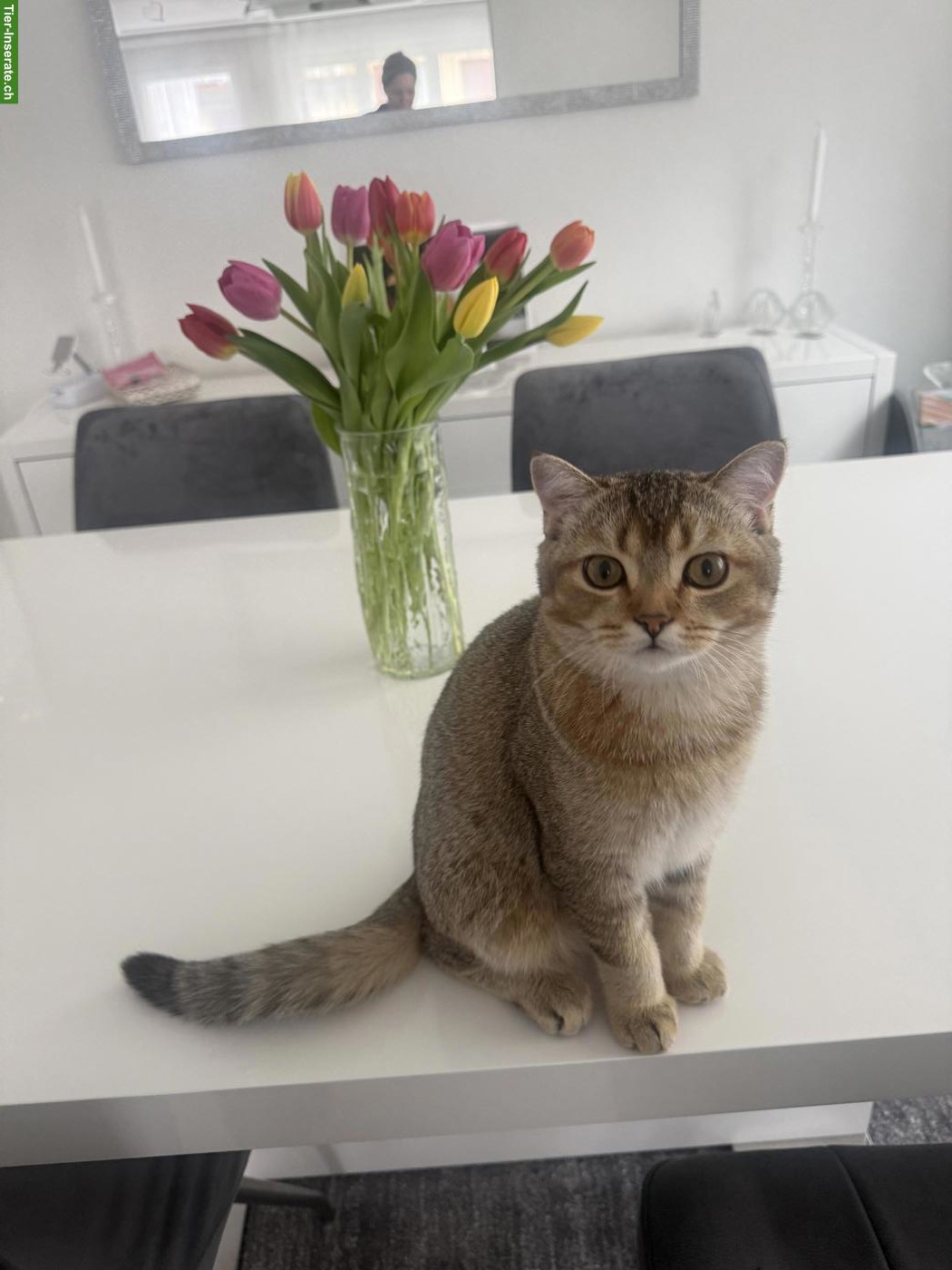 Bild 2: Wunderschöner British Shorthair Deckkater sucht Katzendamen