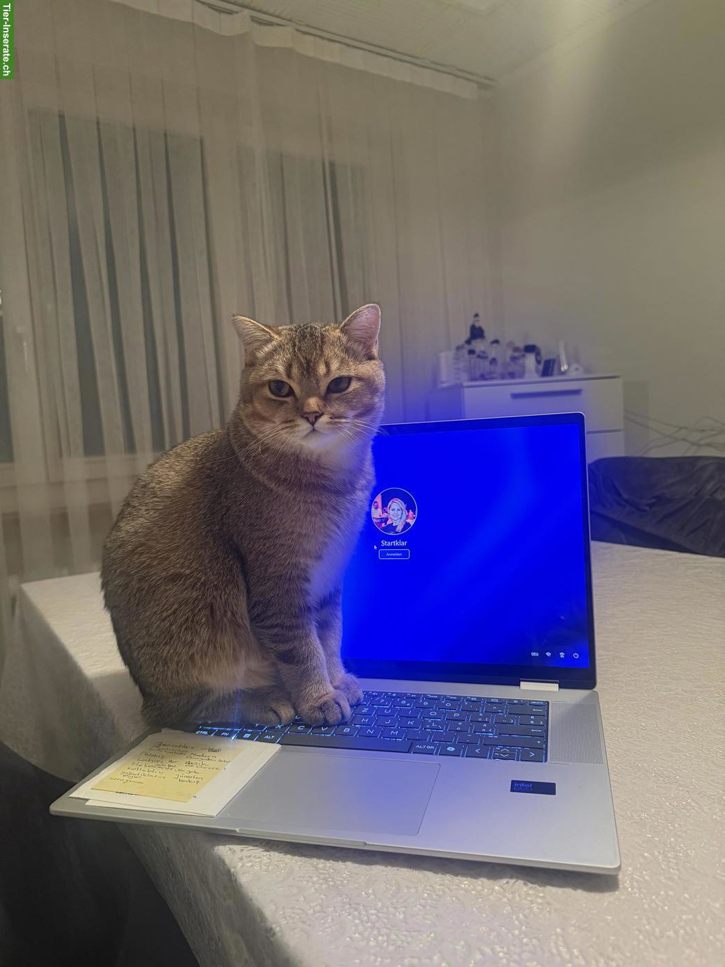 Bild 3: Wunderschöner British Shorthair Deckkater sucht Katzendamen