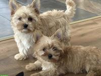 Süsse Yorkshire Terrier Welpen zu verkaufen
