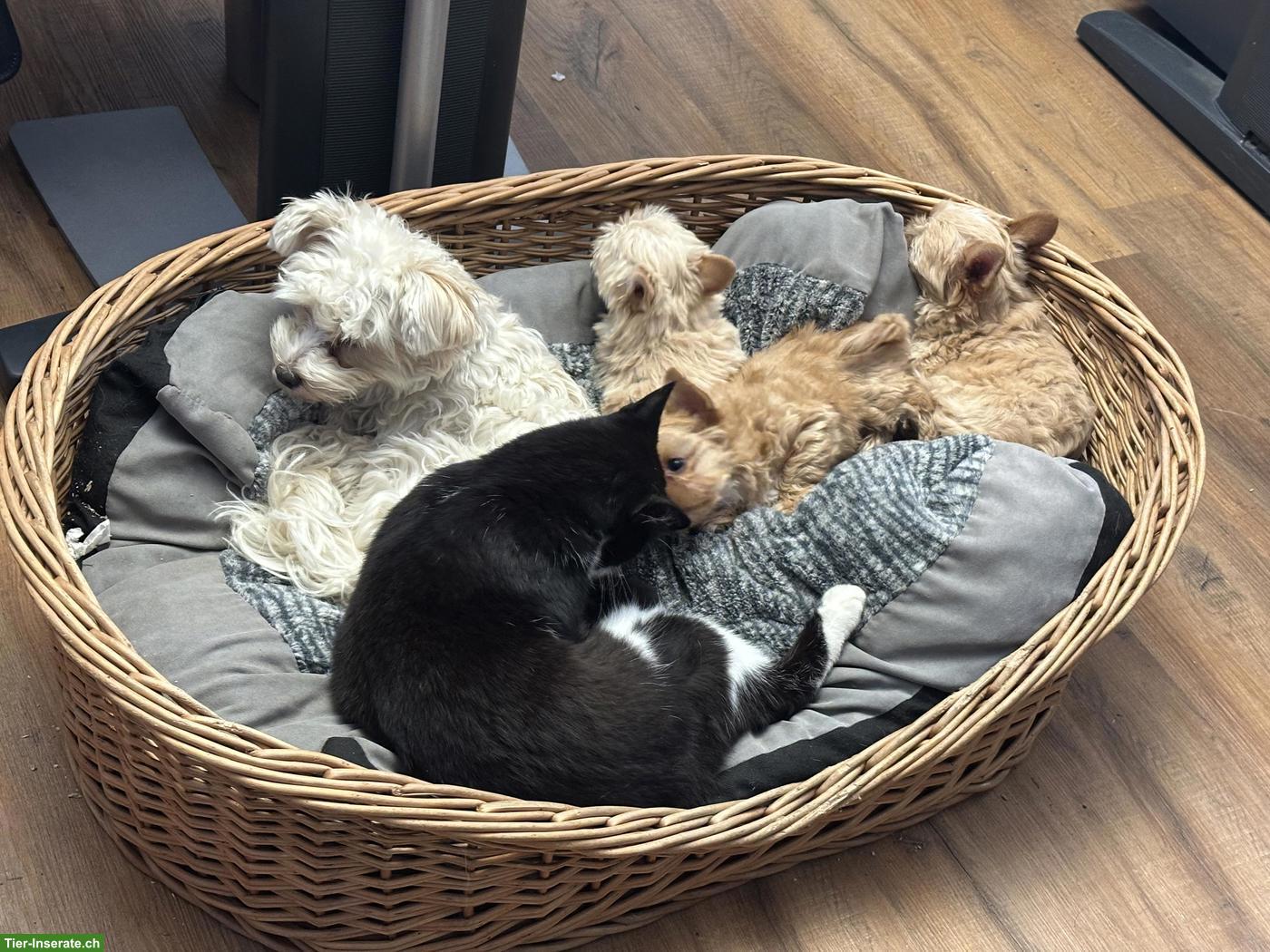 Bild 2: Süsse Yorkshire Terrier Welpen zu verkaufen