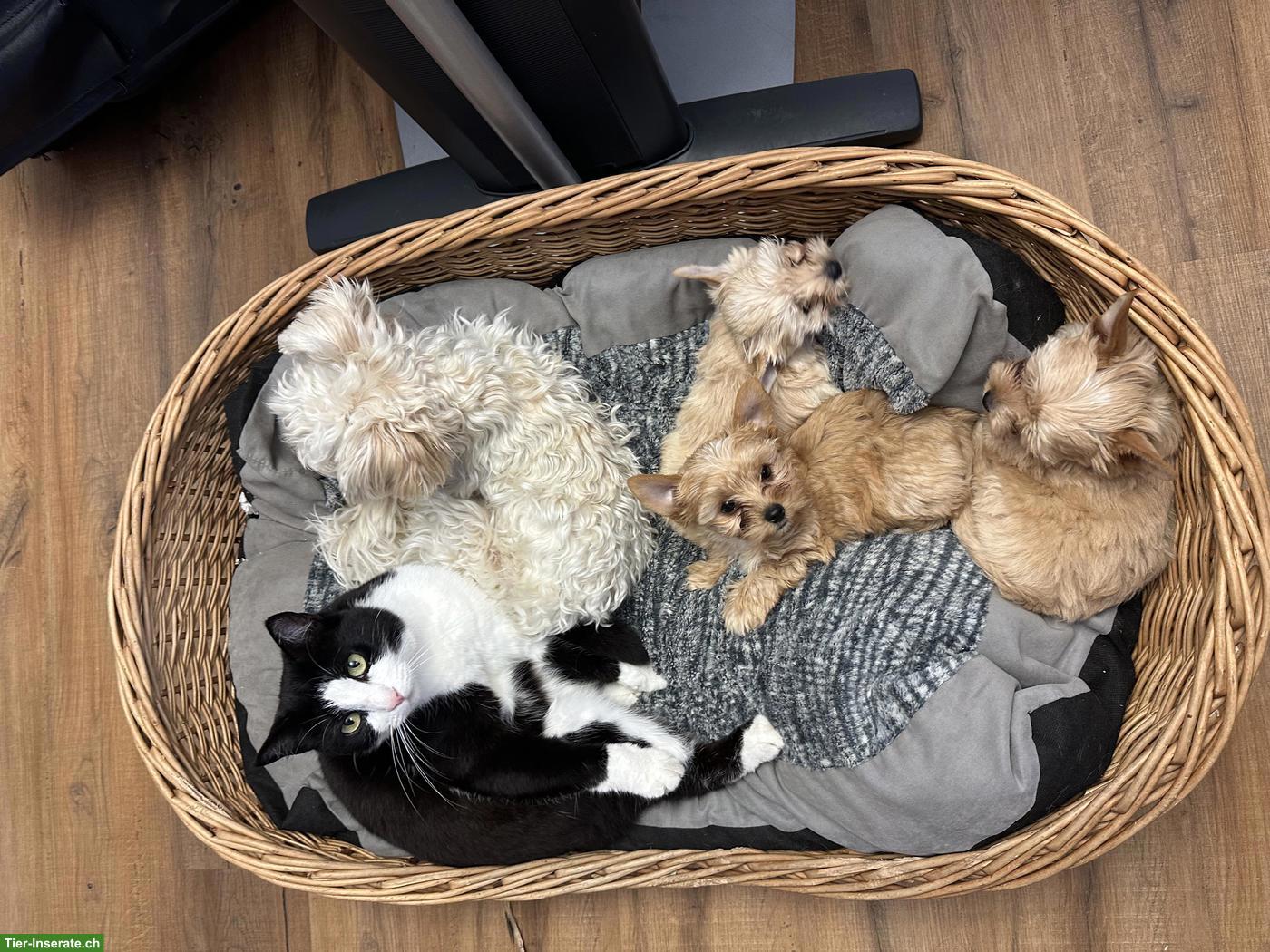 Bild 3: Süsse Yorkshire Terrier Welpen zu verkaufen