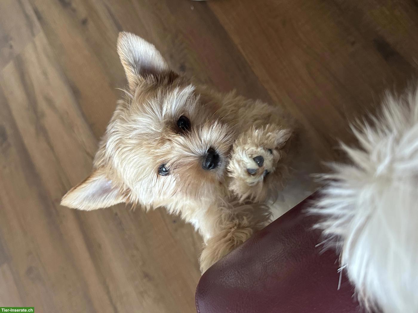 Bild 4: Süsse Yorkshire Terrier Welpen zu verkaufen