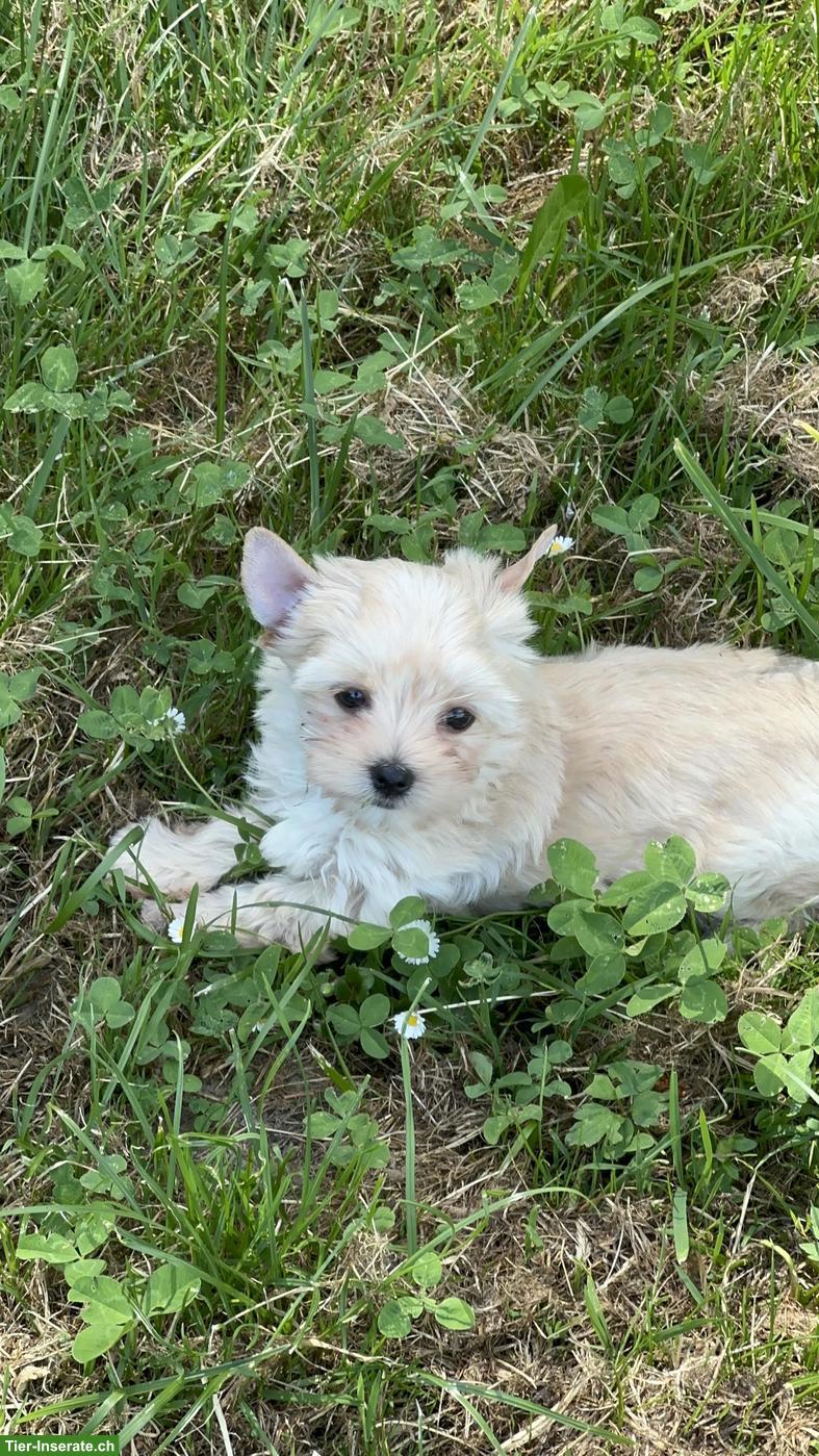 Bild 5: Süsse Yorkshire Terrier Welpen zu verkaufen