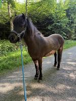 Reitbeteiligung für Islandpferd-Stute in Uitikon ZH