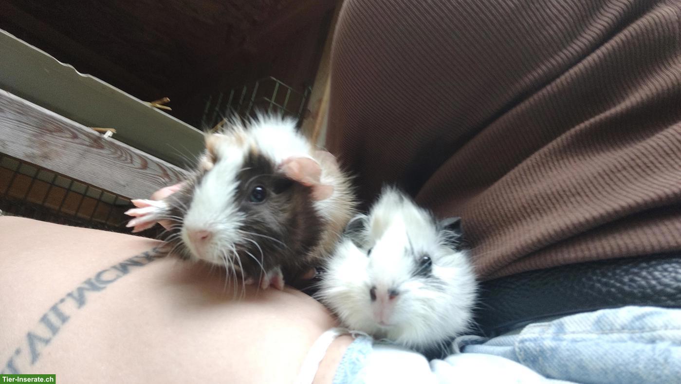 Baby Meerschweinchen, sehr zahm