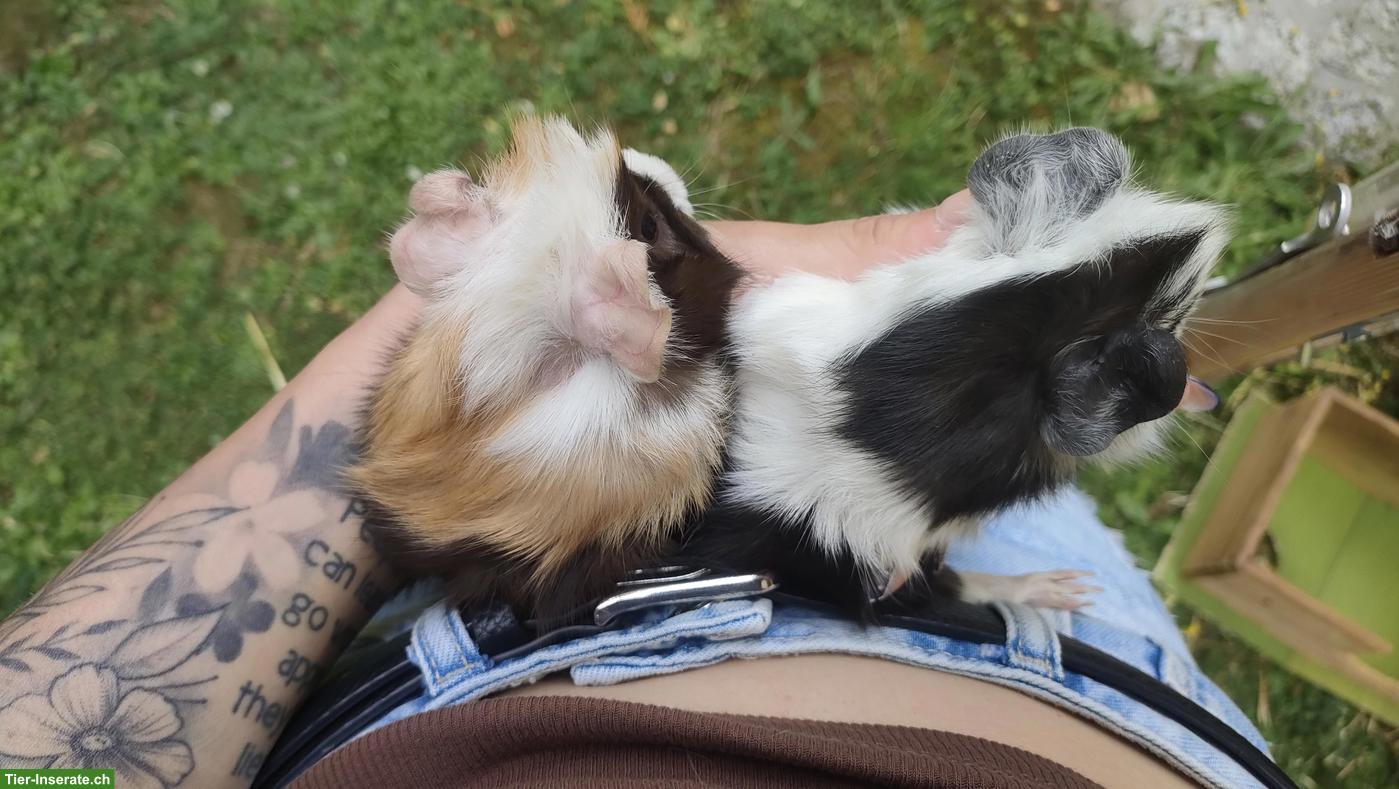 Bild 2: Baby Meerschweinchen, sehr zahm