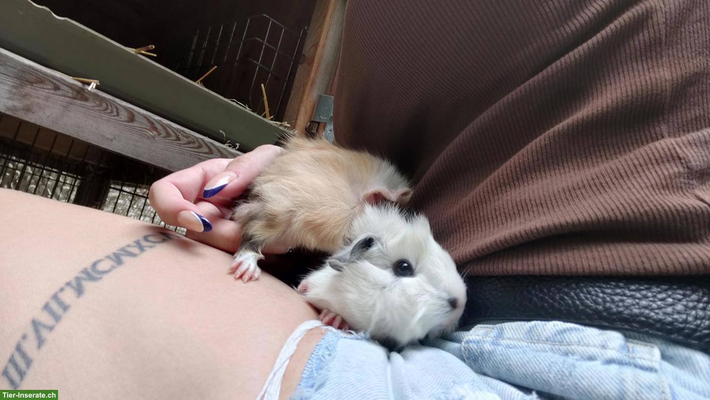 Bild 3: Baby Meerschweinchen, sehr zahm