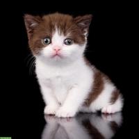 BKH Kitten Chocolate, reinrassig mit Stammbaum