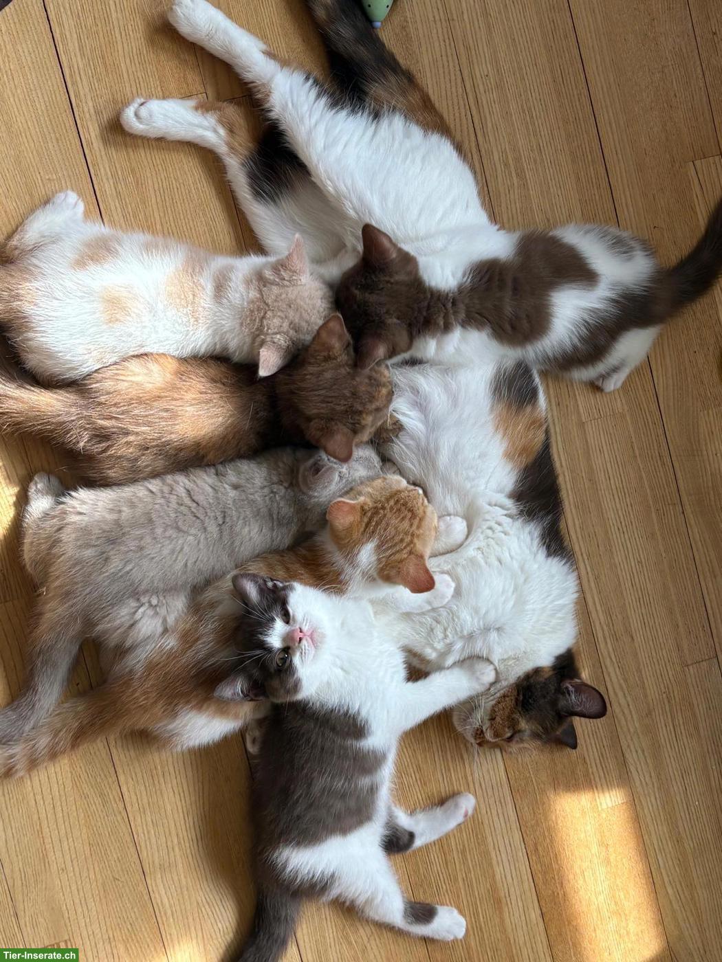 Bild 3: BKH Kitten Chocolate, reinrassig mit Stammbaum