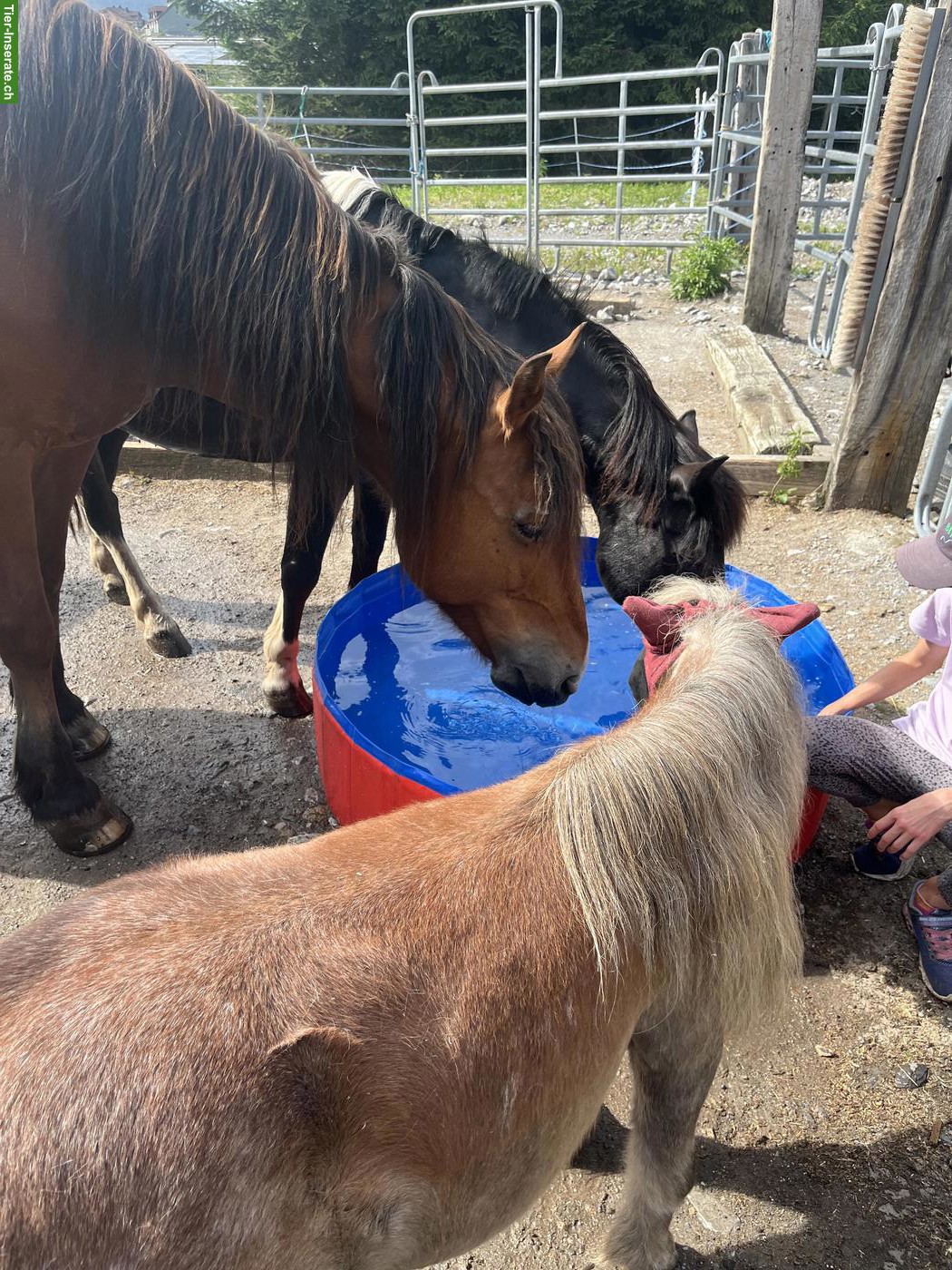 Kinder-Reitunterricht: Das Wohl von Pferd und Kind an erster Stelle